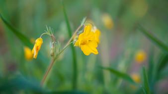 yellow flower on a branch