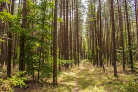 Forest Tree Nature