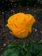 Rose Garden Yellow