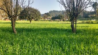 Nature Landscape Grass