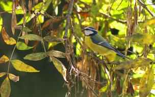 Nature Fauna Bird