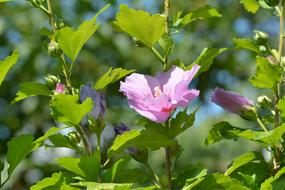 Hybiscus Flower Flora