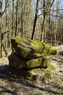 Nature Wood Tree