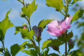 Hybiscus Flower Flora