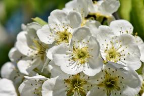 Apple Blossoms Tree