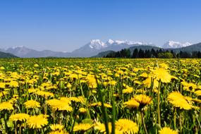Nature Hayfield Summer
