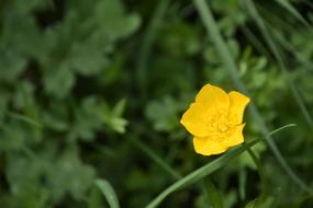 Nature Plant Summer
