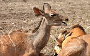 Common Eland Wild Animal African