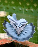 the blue flower is big