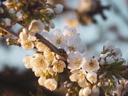 Branch Tree Nature