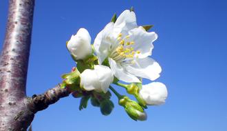 Nature Flower Plant