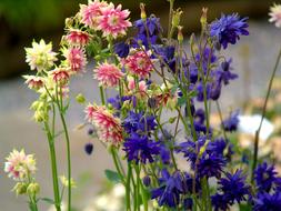 the flowers are big and beautiful in plants