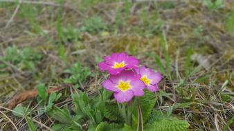Nature Flower Plant