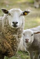 farm fluffy sheep on the lawn