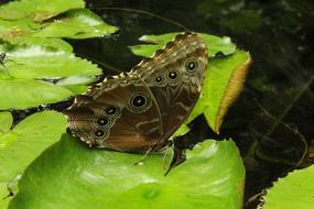 the butterfly is large on the foliage