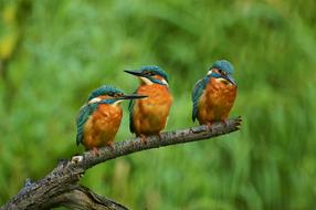 Kingfisher Nature