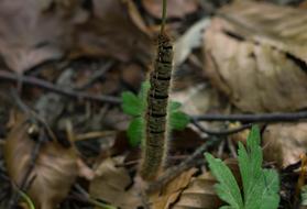 Nature Outdoors Insect