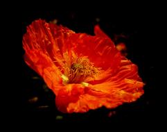 Nature Papaverales Color