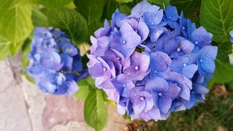 Nature Plant Flower