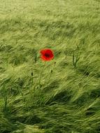 Flower Poppy Cornfield