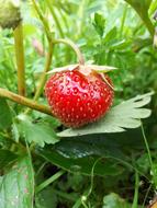 one strawberry in the grass
