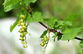 Currant Maturation Spring