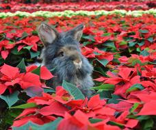 Flower Nature Animal Beard