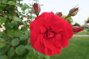Rose Bud Flower