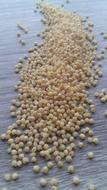 road of seeds on the table