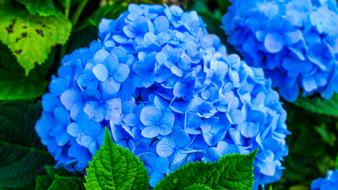 blue gorgeous flower