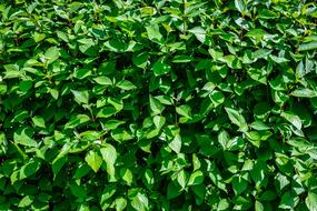 Hedge Garden Leaf