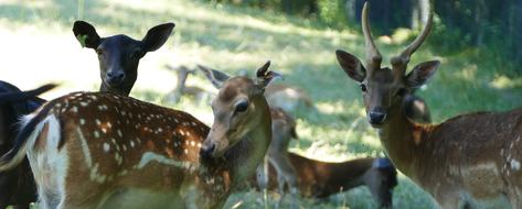 Nature Forest Deer