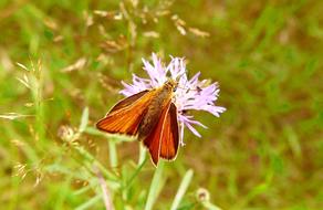 a big butterfly on a flower in the grass