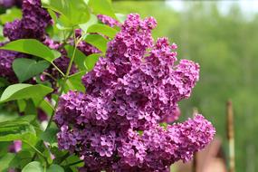 Without Lilac Violet