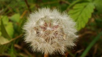dandelion fluffy beautiful lovely