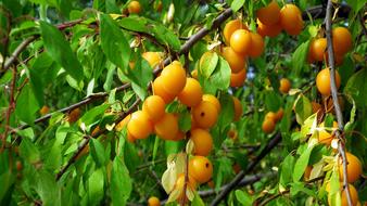 Plum Fruit Tree