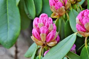 Rhododendron Rhododedron Buds Pink