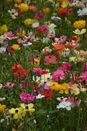 Flower Plant Anemones