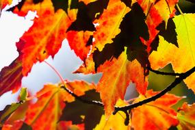 Leaf Fall Maple