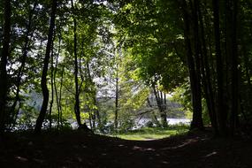 Nature Tree Landscape The