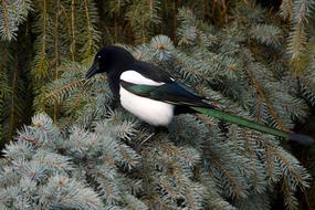 Nature Winter Bird