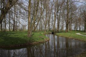 green field trees swamp