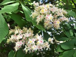 wild beautiful flowers at home
