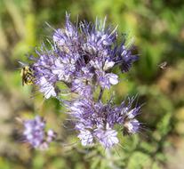 Pointed Flower Plant
