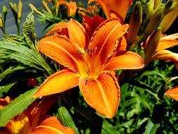 Tiger Lily Orange