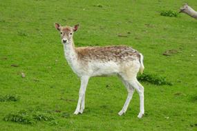Lawn Mammals Animals