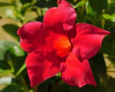 a big red flower in the grass