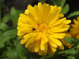 Flower Yellow Mucha