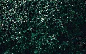 Background Sheet Plant