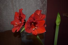 red bud on the table